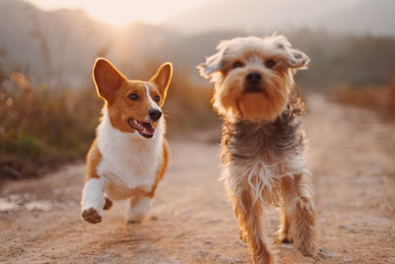 Rescate Mascotas Sismo Cali